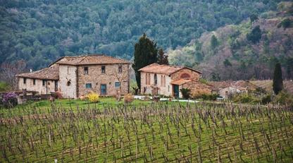 A Tuscan vineyard