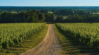 Vineyard with path through it