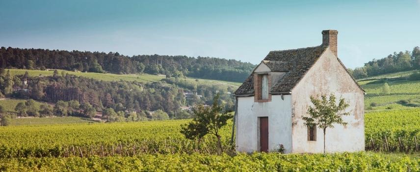 Burgundy vineyard with rustic house