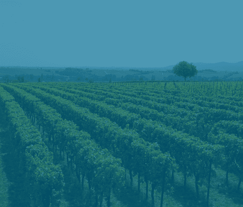 Rows of vines in a vineyard