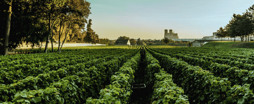 Lanson's Le Clos walled vineyard