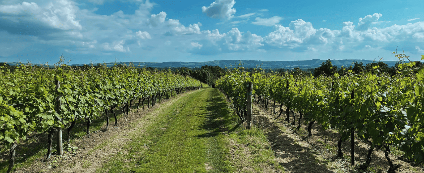 Nyetimber vineyard with rows of vines in the sun