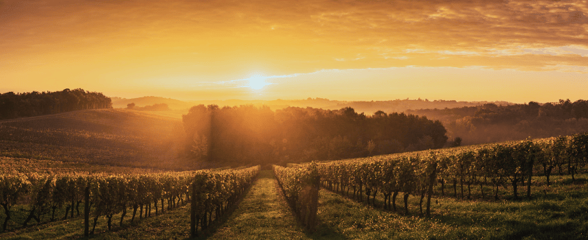 Bordeaux vineyard at sunrise