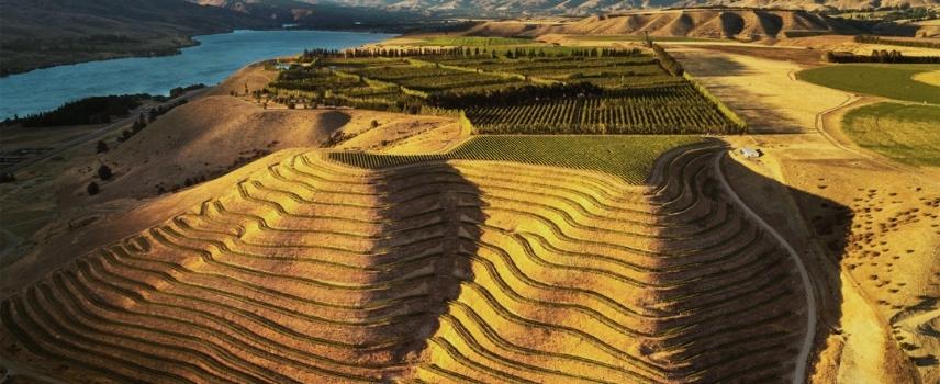 Akarua vineyard in the sun