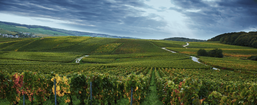 stormy skies over champagne vineyard