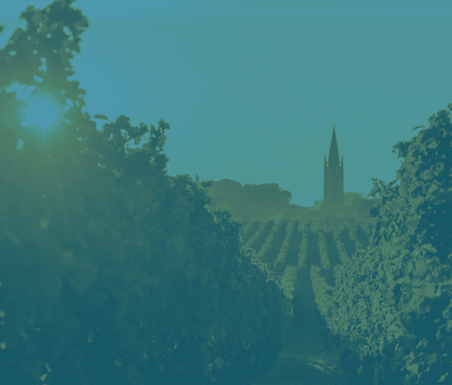 Sunny Saint Emilion vineyard