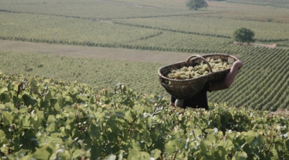 Maison Louis Latour wine harvest