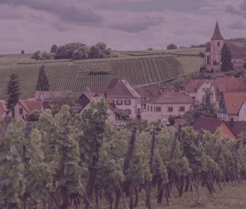 Burgundy wine region