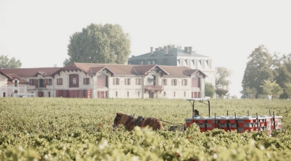 Pontet-Canet vineyard, Bordeaux