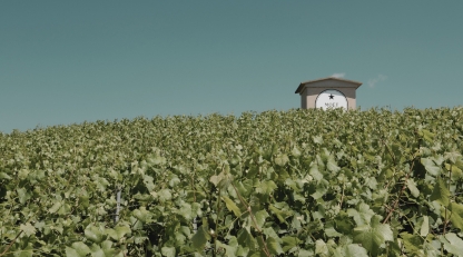Moet and Chandon Champagne vineyard